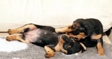 İki Küçük Siyah Minyatür Pinscher Zwergpinscher, Min Pin Puppy 