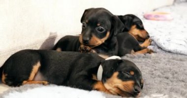 Üç Küçük Siyah Minyatür Pinscher Zwergpinscher, Min Pin Pupp