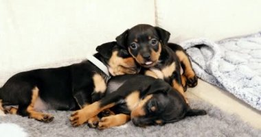 Üç Küçük Siyah Minyatür Pinscher Zwergpinscher, Min Pin Pupp