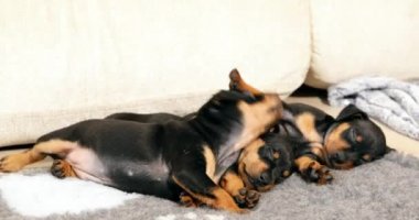 Üç Küçük Siyah Minyatür Pinscher Zwergpinscher, Min Pin Pupp