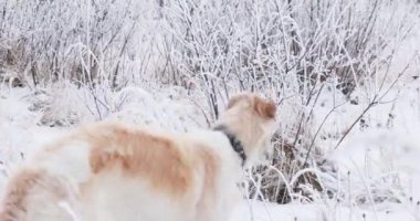 Rus Kurt Tazısı Sighthound 'u avlıyor Russkaya Psovaya Borzaya Do