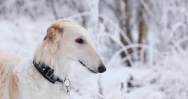 Rus Kurt Tazısı Sighthound 'u avlıyor Russkaya Psovaya Borzaya Do