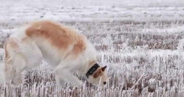 Rus Kurt Tazısı Sighthound 'u avlıyor Russkaya Psovaya Borzaya Do