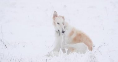 Rus Kurt Tazısı Sighthound 'u avlıyor Russkaya Psovaya Borzaya Do