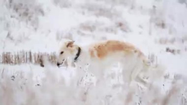 Rus Kurt Tazısı Sighthound 'u avlıyor Russkaya Psovaya Borzaya Do