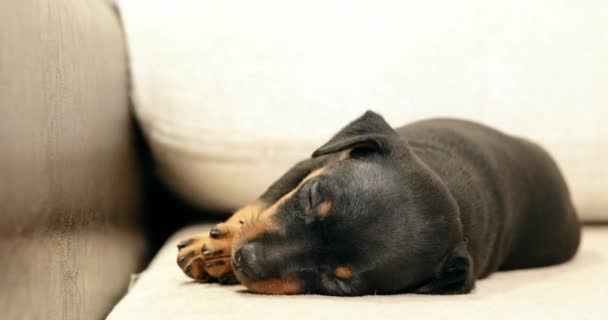 Pequeño negro miniatura pinscher zwergpinscher, min pin perrito — Vídeo de stock