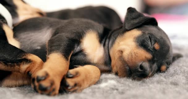 Pequeno Pinscher preto miniatura Zwergpinscher, Min Pin cachorro cachorro — Vídeo de Stock