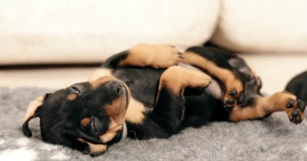 Pequeño negro miniatura pinscher zwergpinscher, min pin perrito — Vídeo de stock
