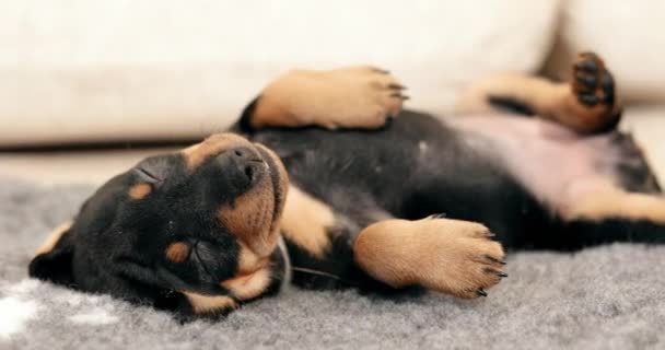 Pequeno Pinscher preto miniatura Zwergpinscher, Min Pin cachorro cachorro — Vídeo de Stock
