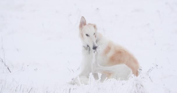 Russischer Wolfshund jagt Windhund Russkaja Psowaja Borzaja Do — Stockvideo