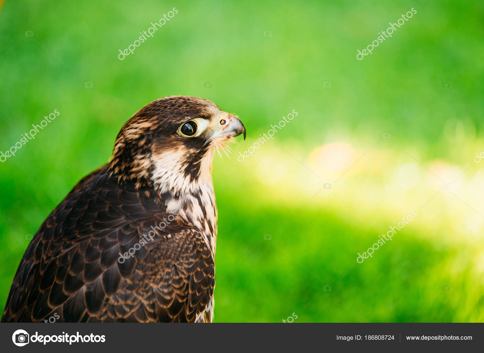 Falco Pellegrino Falco Peregrinus Noto Anche Come Il