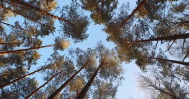 Uzun Karlı Çam Ağaçları 'nın tepesi. Kozalaklı Ormandaki Ormanın Üst Dalları. Winter Pinewood, Geniş Açı İnce Evergreen Çamları, Mavi Gökyüzü Arkaplanı. Rus doğası. Pan, Panorama