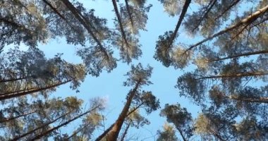 Uzun Karlı Çam Ağaçları 'nın tepesi. Kozalaklı Ormandaki Ormanın Üst Dalları. Winter Pinewood, Geniş Açı İnce Evergreen Çamları, Mavi Gökyüzü Arkaplanı. Rus doğası. Pan, Panorama
