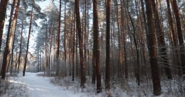 Kış Karlı Kozalaklı Orman. Kış Ormanı 'nda Karlı Yol, Yol, Yol veya Yol. Pan, Panorama.