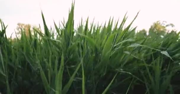 Natürliche grüne Grashalme schwankten im Sommer vom Wind — Stockvideo