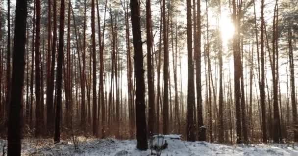 Его снег на заднем плане Красивый восход солнца на закате солнца в солнечный зимний снежный хвойный лес. Пан, Панорама — стоковое видео