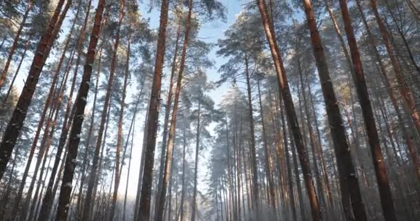 Bosque de coníferas nevadas de invierno. Pan, Panorama — Vídeo de stock