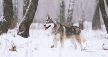 Genç Sibirya Husky Köpeği Kışın Karlı Ormanda Dışarı Koşuyor
