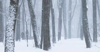 Kışın Park Karlı Kar Fırtınası Günü. Pan, Panorama.