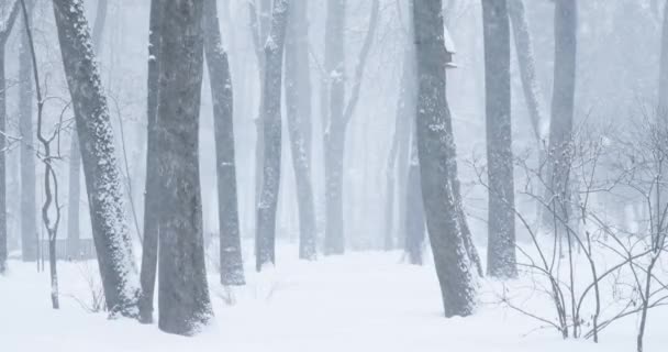 Vista del parco cittadino in inverno Snowstorm Day nevoso — Video Stock