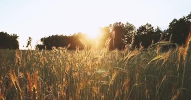 Sommar sol skiner över jordbrukslandskapet av grönt vetefält. Ung grön vete i solnedgången Dawn Time. Juni månad — Stockvideo