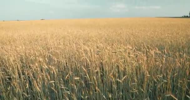 Landskap av fält med unga vete i solig sommardag. Juni månad. — Stockvideo