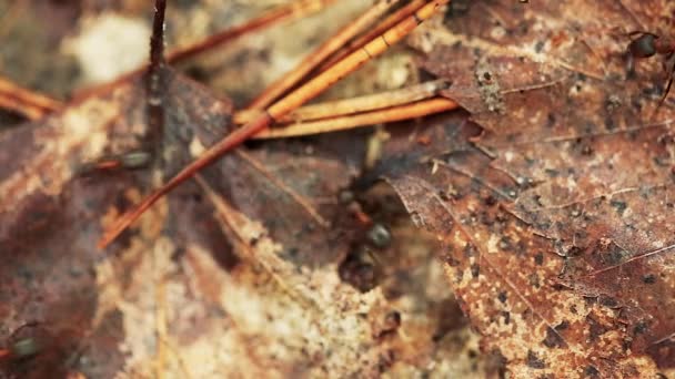 Κόκκινο δάσος μυρμήγκια Formica Rufa σε ένα πεσμένο παλιό δέντρο Trunk. Μυρμήγκια κινούνται σε Anthill — Αρχείο Βίντεο
