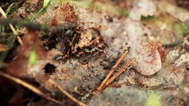 Red Forest Ants Formica Rufa On A Fallen Old Tree Trunk. Ants Moving In Anthill — Stock Video