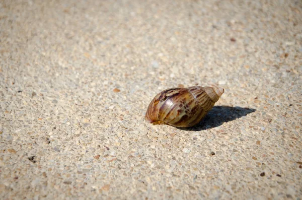 Snail shell cracked On gravel stone terrazzo floor. — Stock Photo, Image