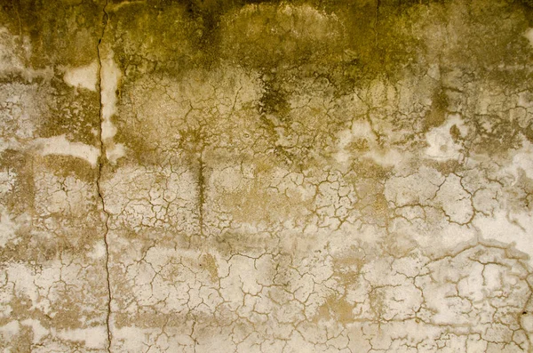 Cement stary tekstura tło z thallophytic. — Zdjęcie stockowe