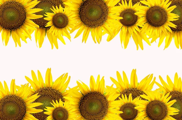 Girasole su sfondo bianco — Foto Stock