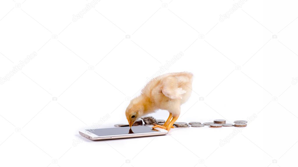 Chicken and telephone and coins on white background