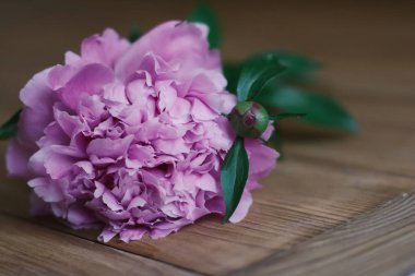 Ahşap arka plan üzerinde pembe Şakayık