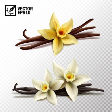 3d realistic vector isolated vanilla sticks and vanilla flowers in yellow and white clipart