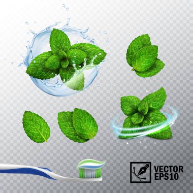 3D realistic vector set, transparent splash of water with a mint sprout, various options for mint leaves, a fresh whirlwind, a toothbrush with a paste clipart