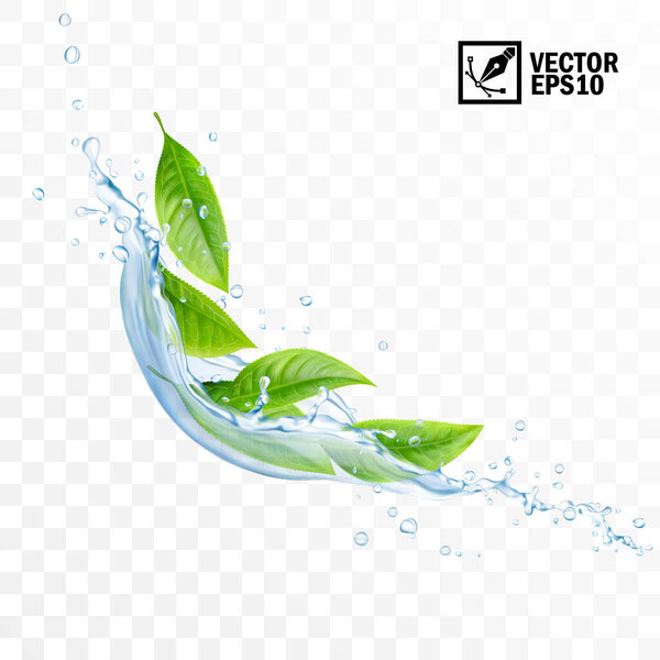 Realistic transparent isolated vector falling splash of water with leaves