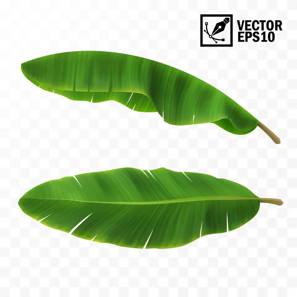 Ρεαλιστικά Vector Πράσινα Φρέσκα Φύλλα Μπανάνα Φοίνικες Πάνω Όψη Πλαϊνή — Διανυσματικό Αρχείο