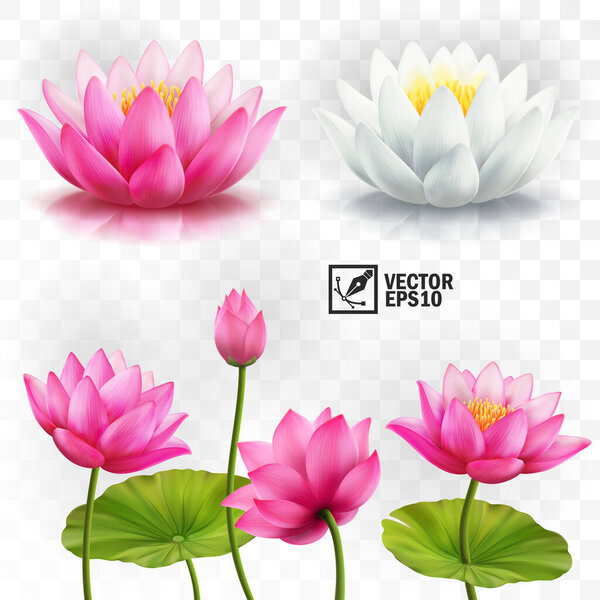 realistic vector set of white and pink lotus flowers, stems and leaves for advertising and invitations