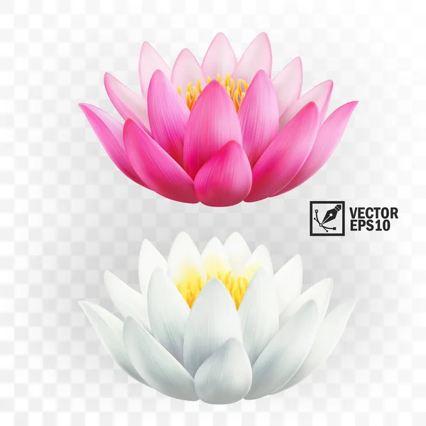 Vector Realista Flores Loto Rosa Blanco — Archivo Imágenes Vectoriales