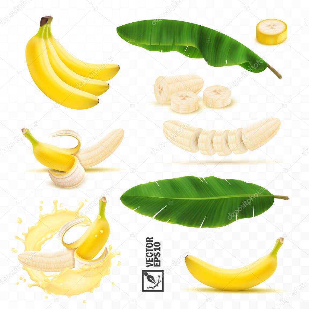 realistic vector set of banana fruits, bunch of bananas, peel, peeled banana, slices and halves, leaves from a banana palm, splash of banana in milk or juice