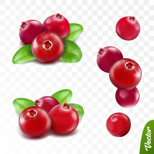 Realista Conjunto Bagas Vetoriais Frutas Frescas Cranberry Com Folhas —  Vetores de Stock