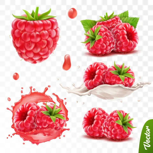 Realistic Transparent Isolated Vector Set Whole Slice Raspberry Raspberry Splash — Stock Vector