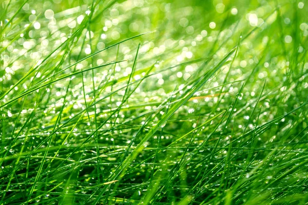 Grünes Gras mit Tau — Stockfoto