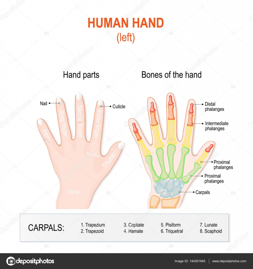 Delen van de menselijke hand en botten. Linkerhand — Stockvector © edesignua 144301945