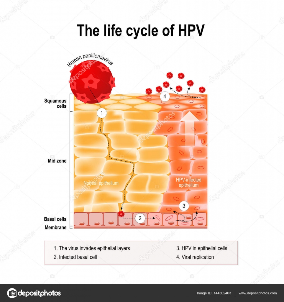 a hpv vírus életciklusa