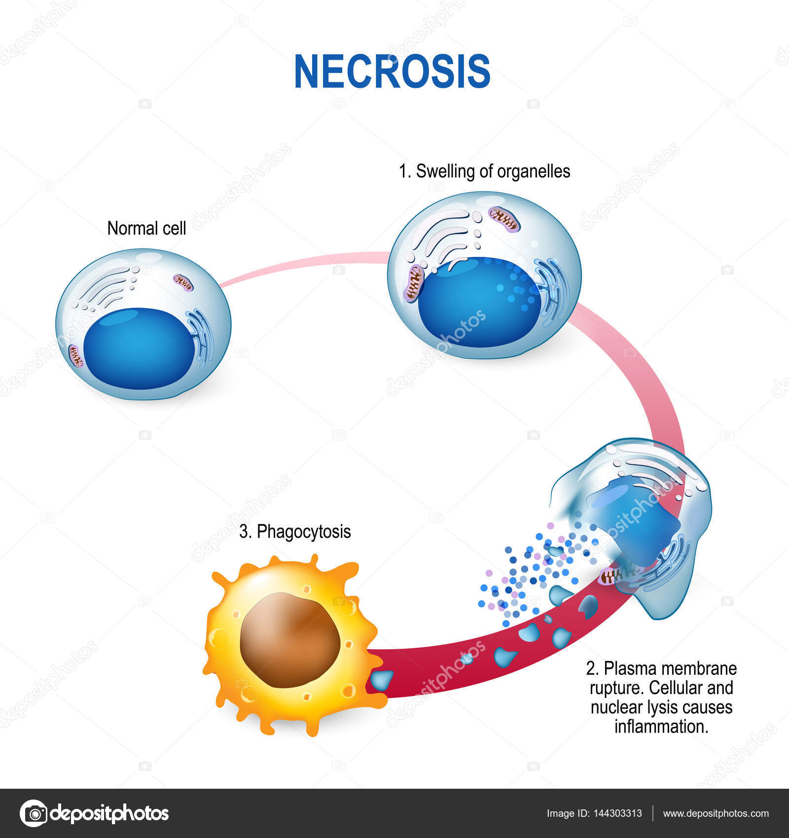 Qual Das Alternativas Descreve O Processo