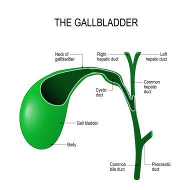 gallbladder. Parts of the gallbladder and connection to the bile ducts. clipart