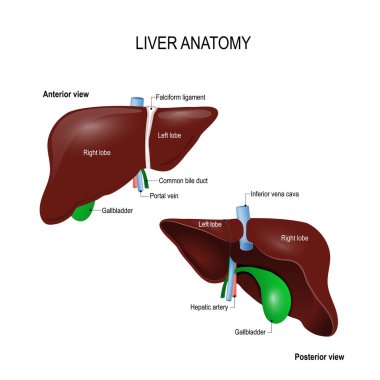 Human liver anatomy clipart