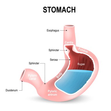 Detailed diagram of the structure from inside of the stomach clipart