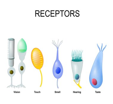 Receptor cells. Human anatomy clipart